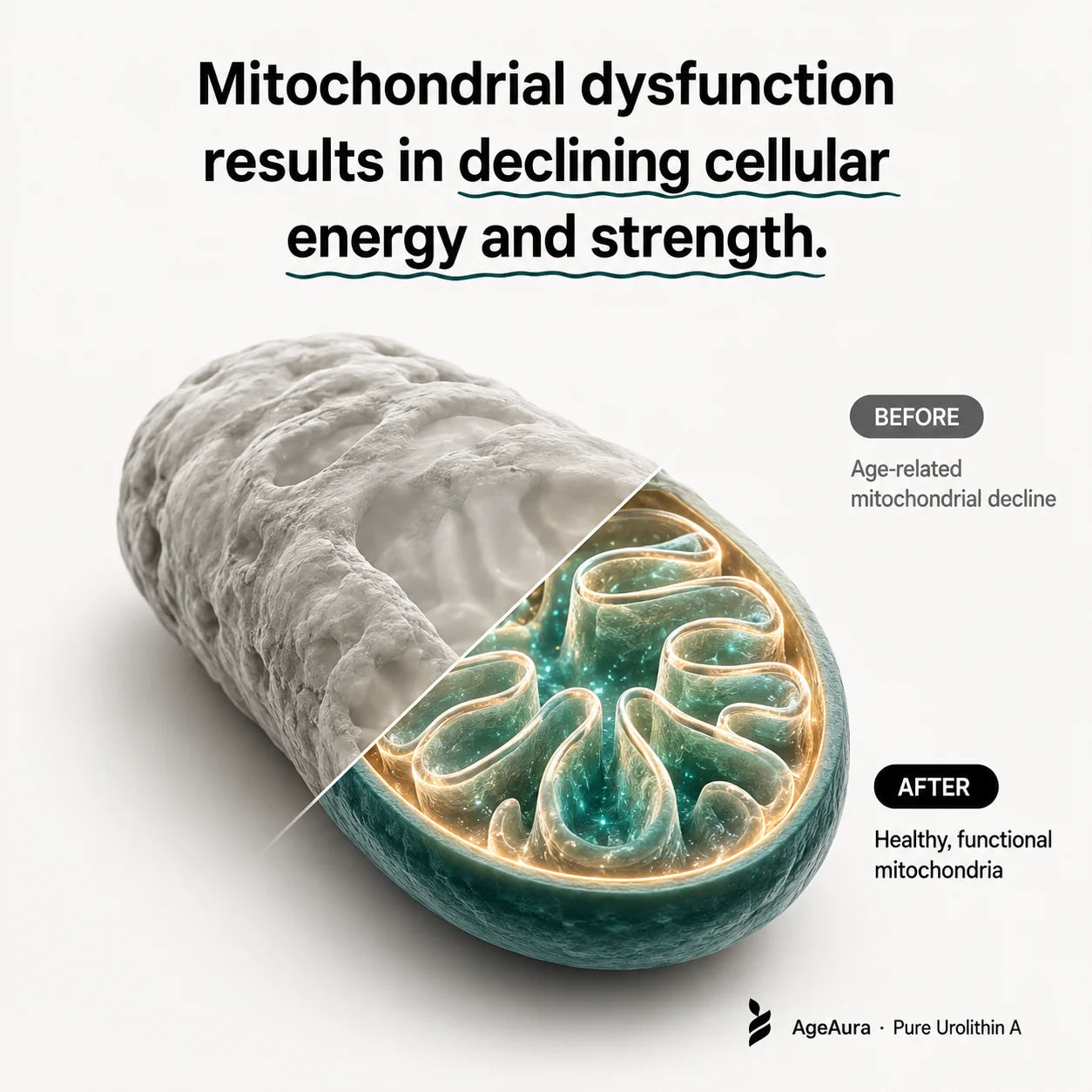 Mitochondrial dysfunction before and after - cellular energy decline visualised