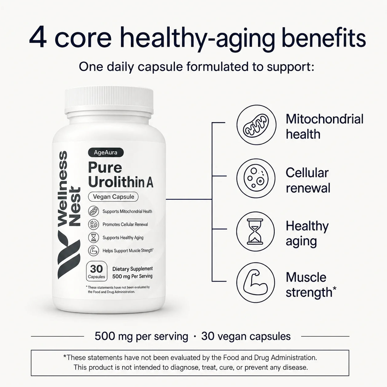 4 core healthy-aging benefits - mitochondrial health, cellular renewal, healthy aging, muscle strength