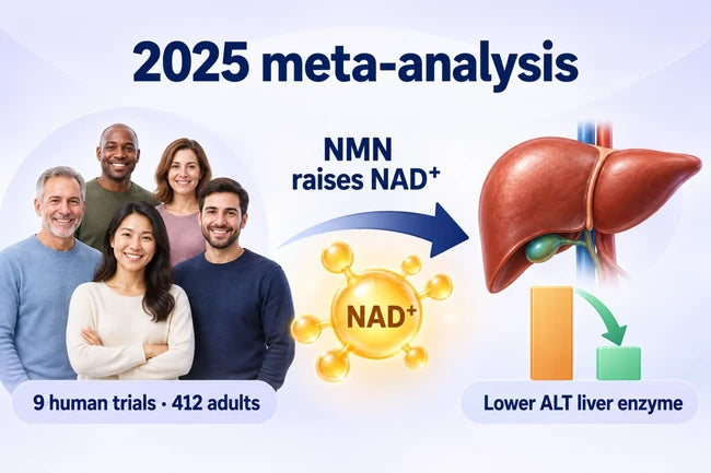Infographic of the 2025 meta-analysis of 9 human trials (412 adults) showing NMN converting to NAD⁺ and lowering ALT liver en
