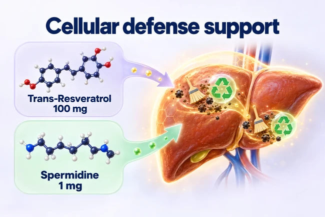 Desktop diagram showing Trans-Resveratrol (100 mg) and Spermidine (1 mg) supporting overworked liver tissue and cellular clea