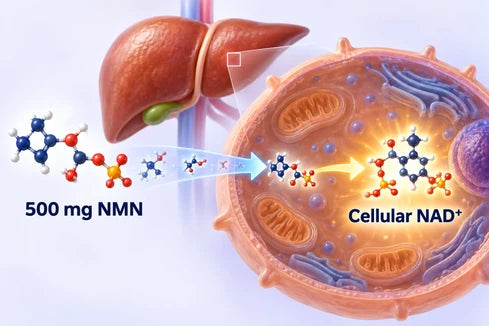 Molecular diagram showing 500 mg NMN converting directly into cellular NAD⁺ inside a liver hepatocyte
